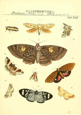 Reproducción/Reproduction 6052651225: Genera insectorum Linnaei et Fabricii iconibus illustrata. c.1 Vitoduri Helvetorum :Prostat apud Henric. Steiner et Socios,MDCCLXXXIX [1789] 