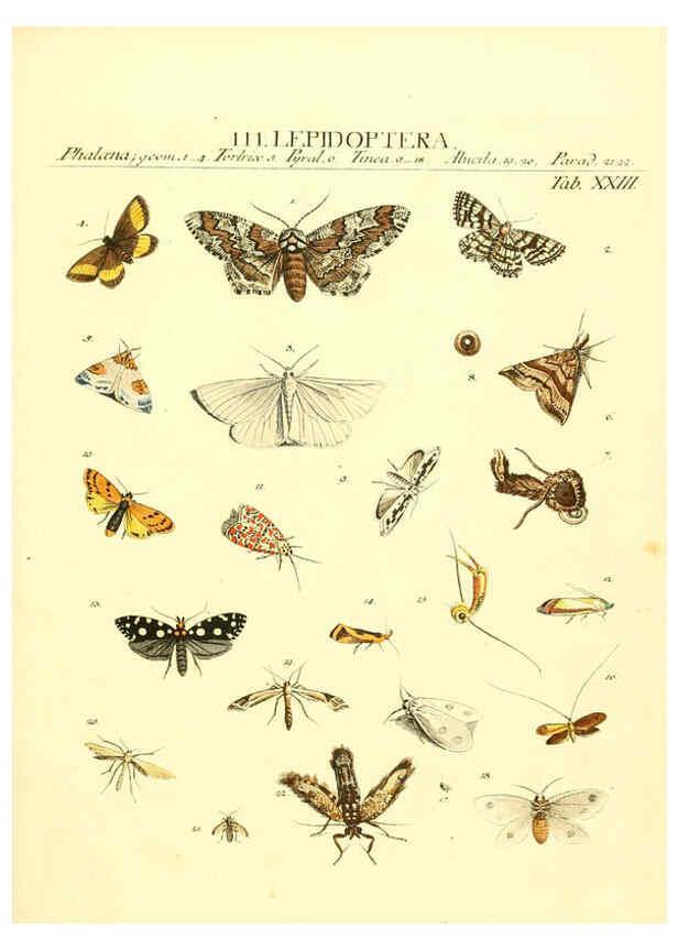 Reproducción/Reproduction 6052651667: Genera insectorum Linnaei et Fabricii iconibus illustrata. c.1 Vitoduri Helvetorum :Prostat apud Henric. Steiner et Socios,MDCCLXXXIX [1789] 