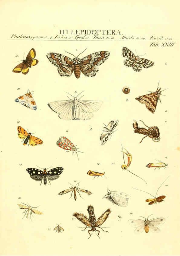 Reproducción/Reproduction 6052651667: Genera insectorum Linnaei et Fabricii iconibus illustrata. c.1 Vitoduri Helvetorum :Prostat apud Henric. Steiner et Socios,MDCCLXXXIX [1789] 