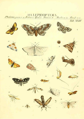 Reproducción/Reproduction 6052651667: Genera insectorum Linnaei et Fabricii iconibus illustrata. c.1 Vitoduri Helvetorum :Prostat apud Henric. Steiner et Socios,MDCCLXXXIX [1789] 