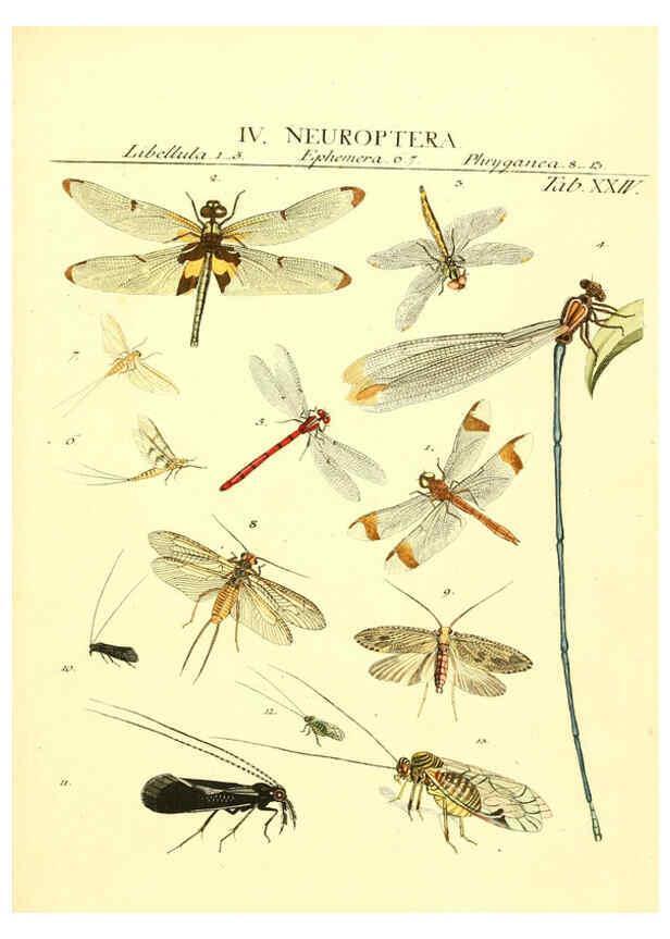 Reproducción/Reproduction 6052652131: Genera insectorum Linnaei et Fabricii iconibus illustrata. c.1 Vitoduri Helvetorum :Prostat apud Henric. Steiner et Socios,MDCCLXXXIX [1789] 