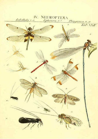 Reproducción/Reproduction 6052652131: Genera insectorum Linnaei et Fabricii iconibus illustrata. c.1 Vitoduri Helvetorum :Prostat apud Henric. Steiner et Socios,MDCCLXXXIX [1789] 
