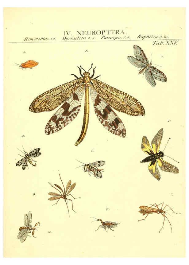 Reproducción/Reproduction 6053203602: Genera insectorum Linnaei et Fabricii iconibus illustrata. c.1 Vitoduri Helvetorum :Prostat apud Henric. Steiner et Socios,MDCCLXXXIX [1789] 