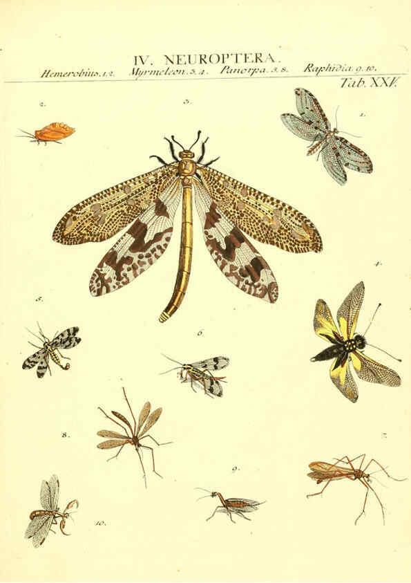 Reproducción/Reproduction 6053203602: Genera insectorum Linnaei et Fabricii iconibus illustrata. c.1 Vitoduri Helvetorum :Prostat apud Henric. Steiner et Socios,MDCCLXXXIX [1789] 
