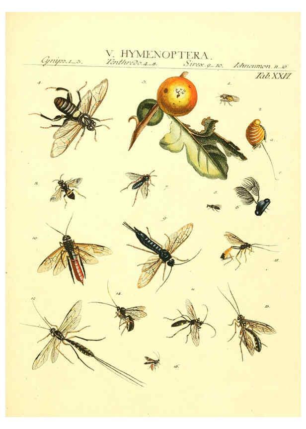 Reproducción/Reproduction 6053203922: Genera insectorum Linnaei et Fabricii iconibus illustrata. c.1 Vitoduri Helvetorum :Prostat apud Henric. Steiner et Socios,MDCCLXXXIX [1789] 