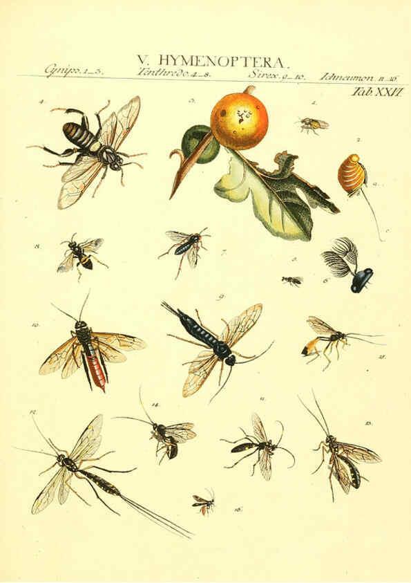 Reproducción/Reproduction 6053203922: Genera insectorum Linnaei et Fabricii iconibus illustrata. c.1 Vitoduri Helvetorum :Prostat apud Henric. Steiner et Socios,MDCCLXXXIX [1789] 