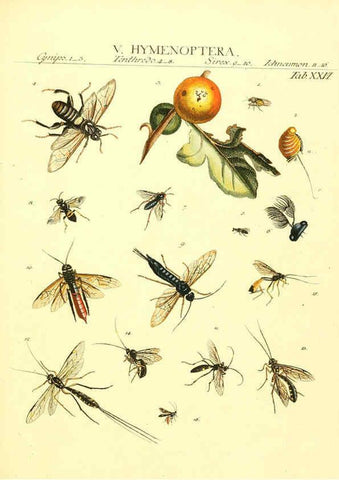 Reproducción/Reproduction 6053203922: Genera insectorum Linnaei et Fabricii iconibus illustrata. c.1 Vitoduri Helvetorum :Prostat apud Henric. Steiner et Socios,MDCCLXXXIX [1789] 