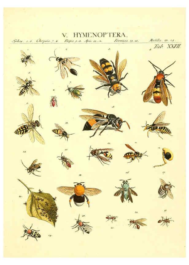 Reproducción/Reproduction 6053204126: Genera insectorum Linnaei et Fabricii iconibus illustrata. c.1 Vitoduri Helvetorum :Prostat apud Henric. Steiner et Socios,MDCCLXXXIX [1789] 