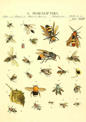 Reproducción/Reproduction 6053204126: Genera insectorum Linnaei et Fabricii iconibus illustrata. c.1 Vitoduri Helvetorum :Prostat apud Henric. Steiner et Socios,MDCCLXXXIX [1789] 
