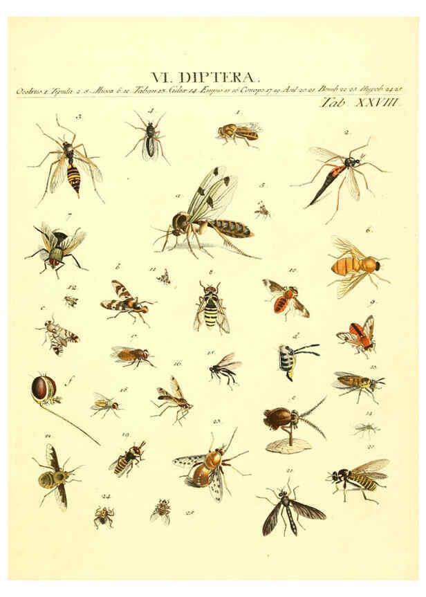 Reproducción/Reproduction 6053204460: Genera insectorum Linnaei et Fabricii iconibus illustrata. c.1 Vitoduri Helvetorum :Prostat apud Henric. Steiner et Socios,MDCCLXXXIX [1789] 