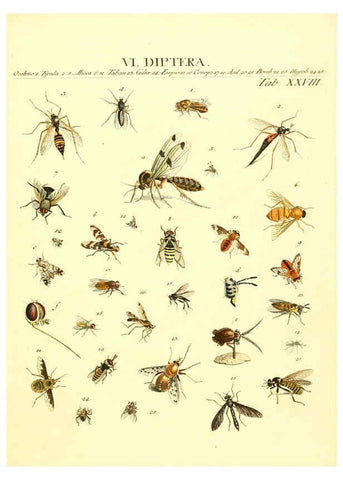 Reproducción/Reproduction 6053204460: Genera insectorum Linnaei et Fabricii iconibus illustrata. c.1 Vitoduri Helvetorum :Prostat apud Henric. Steiner et Socios,MDCCLXXXIX [1789] 