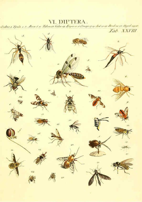 Reproducción/Reproduction 6053204460: Genera insectorum Linnaei et Fabricii iconibus illustrata. c.1 Vitoduri Helvetorum :Prostat apud Henric. Steiner et Socios,MDCCLXXXIX [1789] 