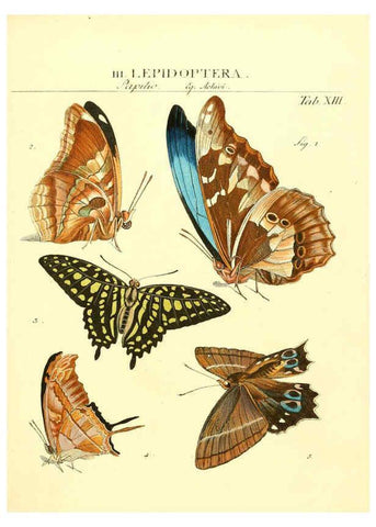 Reproducción/Reproduction 6053197702: Genera insectorum Linnaei et Fabricii iconibus illustrata. c.1 Vitoduri Helvetorum :Prostat apud Henric. Steiner et Socios,MDCCLXXXIX [1789] 