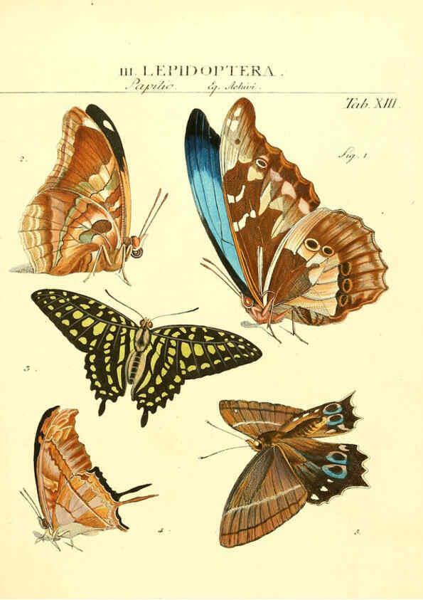 Reproducción/Reproduction 6053197702: Genera insectorum Linnaei et Fabricii iconibus illustrata. c.1 Vitoduri Helvetorum :Prostat apud Henric. Steiner et Socios,MDCCLXXXIX [1789] 