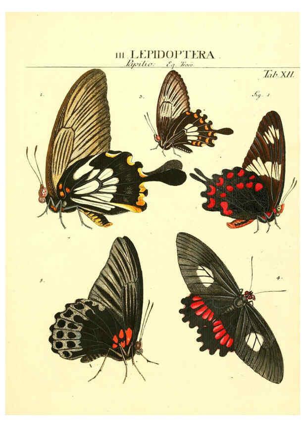 Reproducción/Reproduction 6052646287: Genera insectorum Linnaei et Fabricii iconibus illustrata. c.1 Vitoduri Helvetorum :Prostat apud Henric. Steiner et Socios,MDCCLXXXIX [1789] 