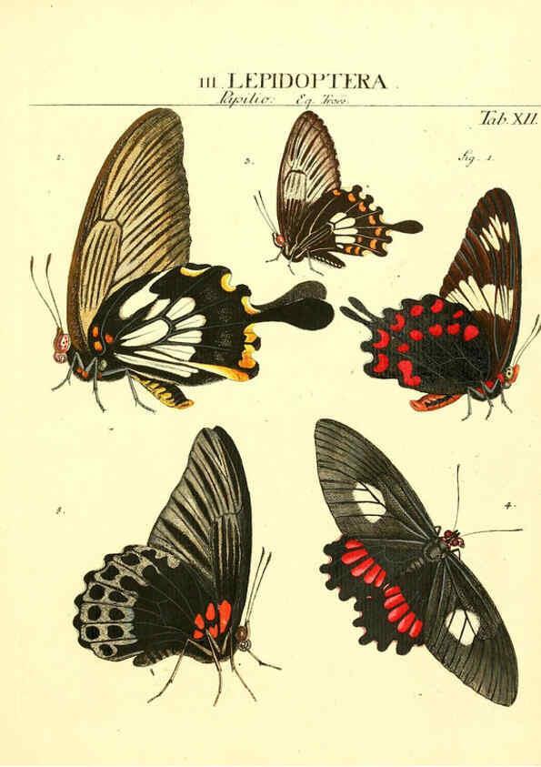Reproducción/Reproduction 6052646287: Genera insectorum Linnaei et Fabricii iconibus illustrata. c.1 Vitoduri Helvetorum :Prostat apud Henric. Steiner et Socios,MDCCLXXXIX [1789] 