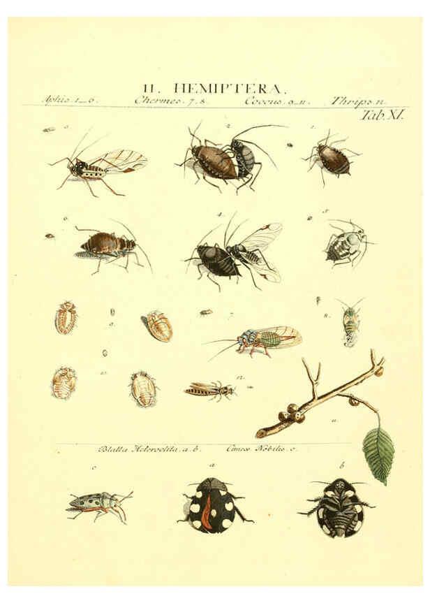 Reproducción/Reproduction 6052645975: Genera insectorum Linnaei et Fabricii iconibus illustrata. c.1 Vitoduri Helvetorum :Prostat apud Henric. Steiner et Socios,MDCCLXXXIX [1789] 