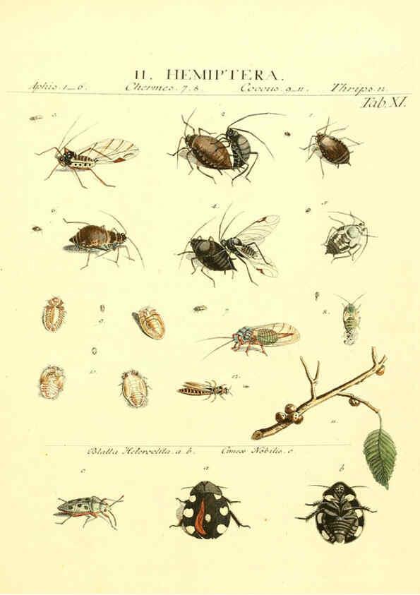 Reproducción/Reproduction 6052645975: Genera insectorum Linnaei et Fabricii iconibus illustrata. c.1 Vitoduri Helvetorum :Prostat apud Henric. Steiner et Socios,MDCCLXXXIX [1789] 