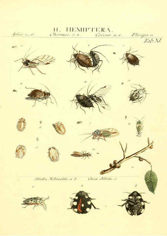 Reproducción/Reproduction 6052645975: Genera insectorum Linnaei et Fabricii iconibus illustrata. c.1 Vitoduri Helvetorum :Prostat apud Henric. Steiner et Socios,MDCCLXXXIX [1789] 