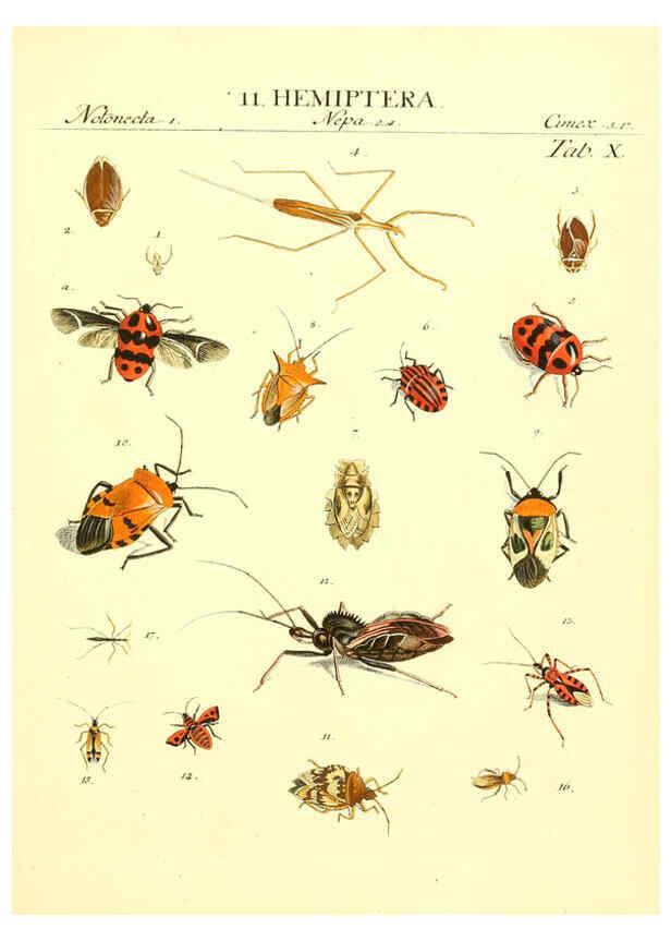 Reproducción/Reproduction 6053196478: Genera insectorum Linnaei et Fabricii iconibus illustrata. c.1 Vitoduri Helvetorum :Prostat apud Henric. Steiner et Socios,MDCCLXXXIX [1789] 