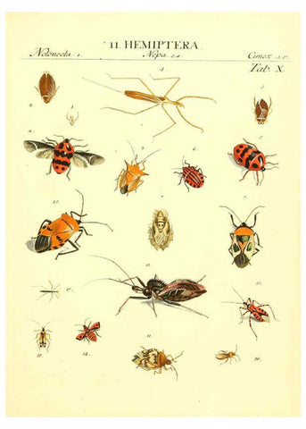 Reproducción/Reproduction 6053196478: Genera insectorum Linnaei et Fabricii iconibus illustrata. c.1 Vitoduri Helvetorum :Prostat apud Henric. Steiner et Socios,MDCCLXXXIX [1789] 