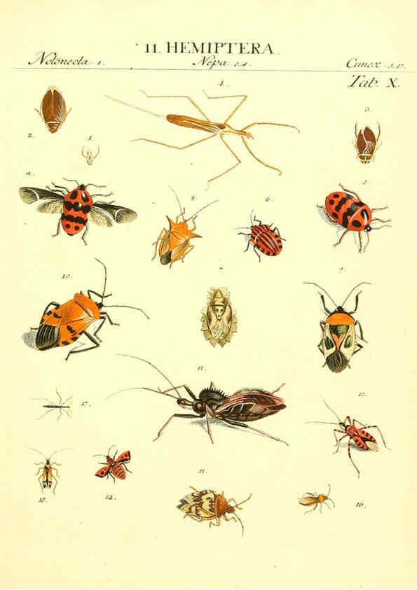 Reproducción/Reproduction 6053196478: Genera insectorum Linnaei et Fabricii iconibus illustrata. c.1 Vitoduri Helvetorum :Prostat apud Henric. Steiner et Socios,MDCCLXXXIX [1789] 
