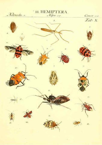 Reproducción/Reproduction 6053196478: Genera insectorum Linnaei et Fabricii iconibus illustrata. c.1 Vitoduri Helvetorum :Prostat apud Henric. Steiner et Socios,MDCCLXXXIX [1789] 