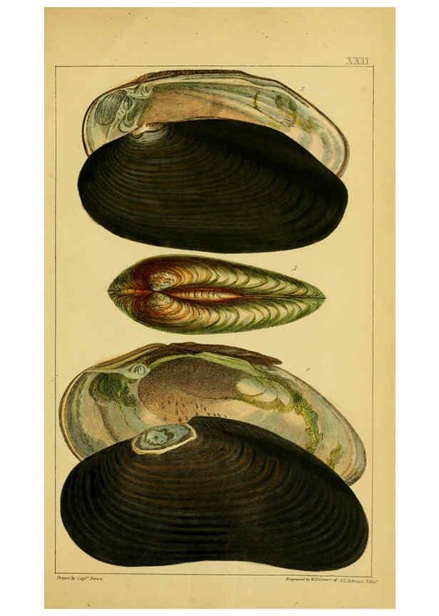 Reproducción/Reproduction 6052403913: Illustrations of the land and fresh water conchology of Great Britain and Ireland London,Smith, Elder, and co.; [etc., etc.]1845