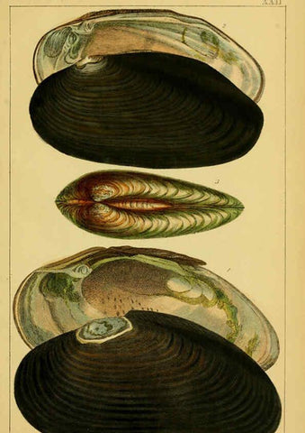 Reproducción/Reproduction 6052403913: Illustrations of the land and fresh water conchology of Great Britain and Ireland London,Smith, Elder, and co.; [etc., etc.]1845