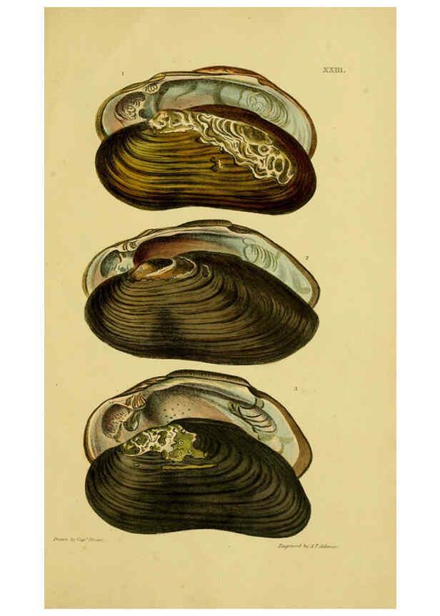 Reproducción/Reproduction 6052404217: Illustrations of the land and fresh water conchology of Great Britain and Ireland London,Smith, Elder, and co.; [etc., etc.]1845