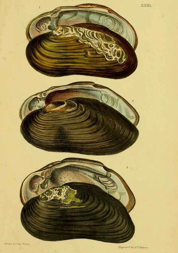Reproducción/Reproduction 6052404217: Illustrations of the land and fresh water conchology of Great Britain and Ireland London,Smith, Elder, and co.; [etc., etc.]1845