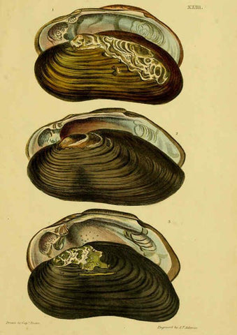 Reproducción/Reproduction 6052404217: Illustrations of the land and fresh water conchology of Great Britain and Ireland London,Smith, Elder, and co.; [etc., etc.]1845