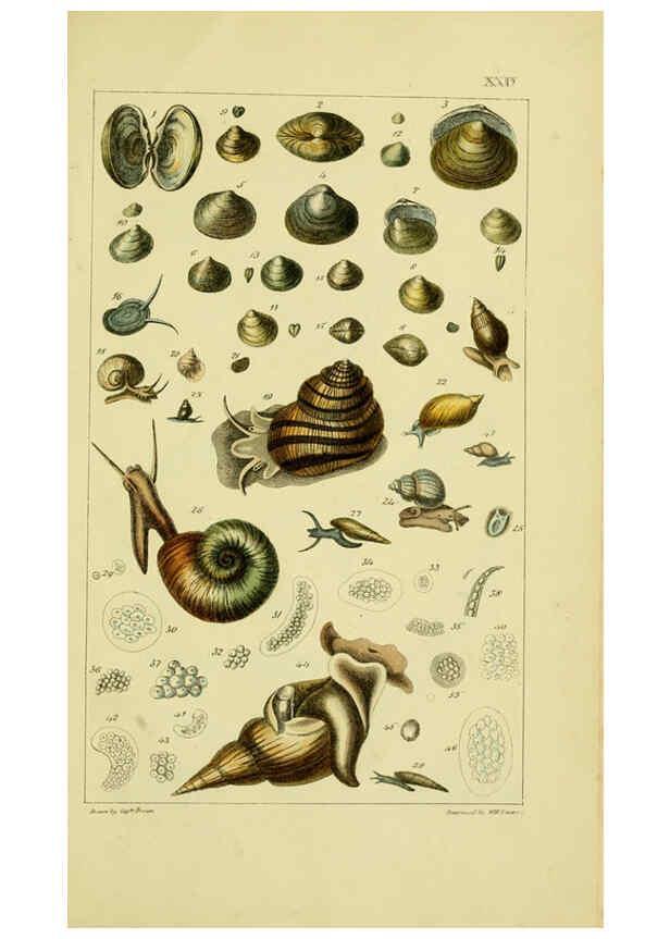 Reproducción/Reproduction 6052404517: Illustrations of the land and fresh water conchology of Great Britain and Ireland London,Smith, Elder, and co.; [etc., etc.]1845