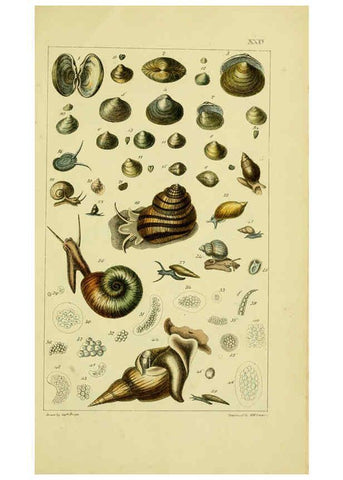 Reproducción/Reproduction 6052404517: Illustrations of the land and fresh water conchology of Great Britain and Ireland London,Smith, Elder, and co.; [etc., etc.]1845