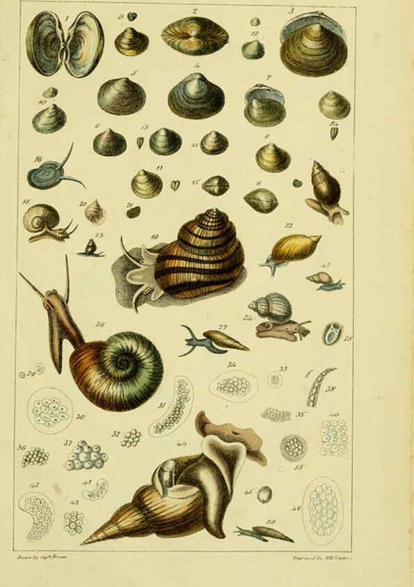 Reproducción/Reproduction 6052404517: Illustrations of the land and fresh water conchology of Great Britain and Ireland London,Smith, Elder, and co.; [etc., etc.]1845