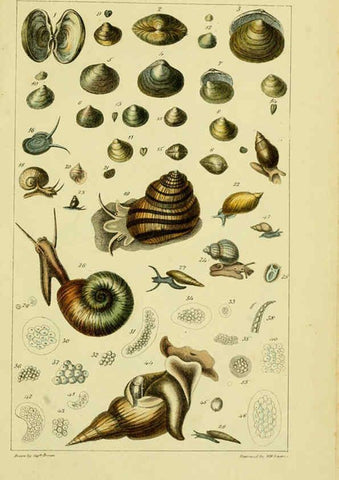 Reproducción/Reproduction 6052404517: Illustrations of the land and fresh water conchology of Great Britain and Ireland London,Smith, Elder, and co.; [etc., etc.]1845