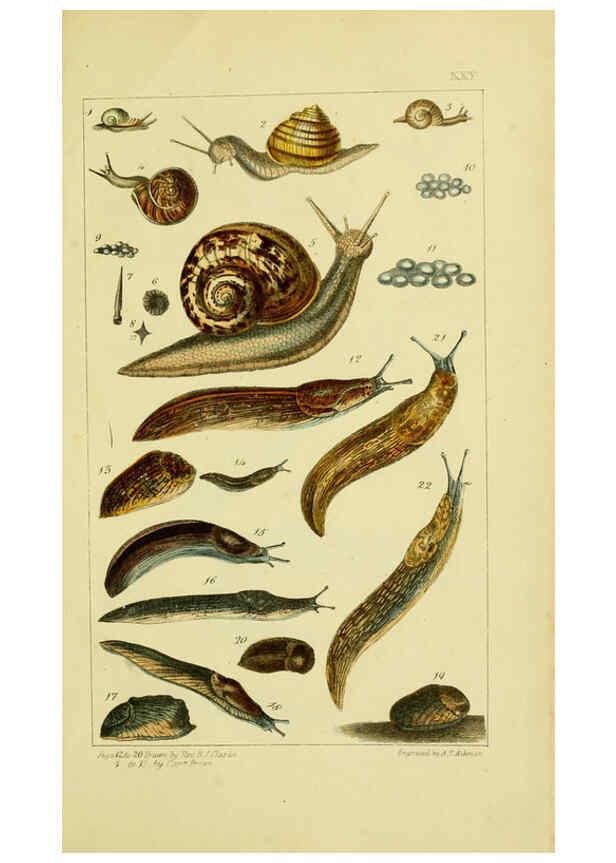 Reproducción/Reproduction 6052404863: Illustrations of the land and fresh water conchology of Great Britain and Ireland London,Smith, Elder, and co.; [etc., etc.]1845