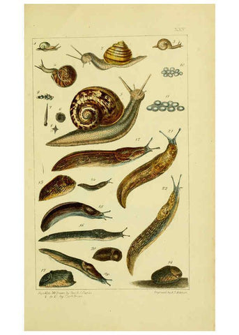 Reproducción/Reproduction 6052404863: Illustrations of the land and fresh water conchology of Great Britain and Ireland London,Smith, Elder, and co.; [etc., etc.]1845