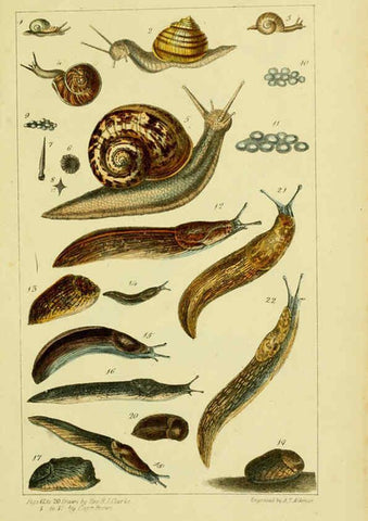 Reproducción/Reproduction 6052404863: Illustrations of the land and fresh water conchology of Great Britain and Ireland London,Smith, Elder, and co.; [etc., etc.]1845