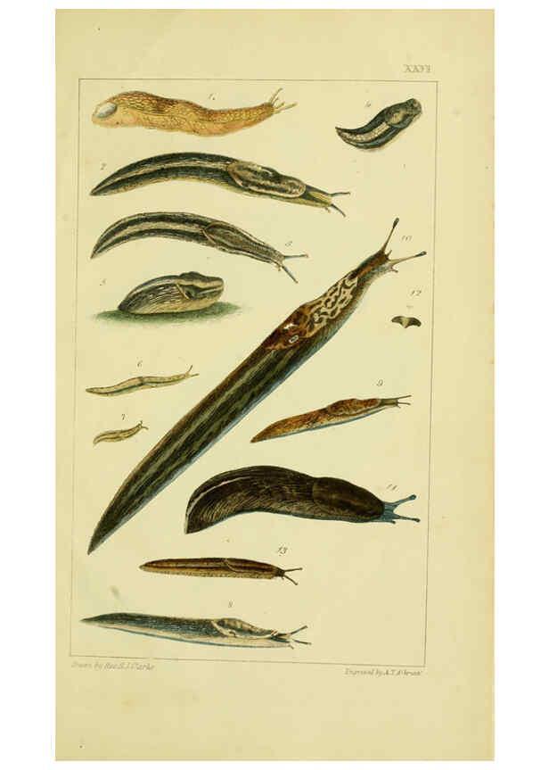 Reproducción/Reproduction 6052405187: Illustrations of the land and fresh water conchology of Great Britain and Ireland London,Smith, Elder, and co.; [etc., etc.]1845