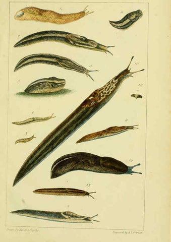 Reproducción/Reproduction 6052405187: Illustrations of the land and fresh water conchology of Great Britain and Ireland London,Smith, Elder, and co.; [etc., etc.]1845
