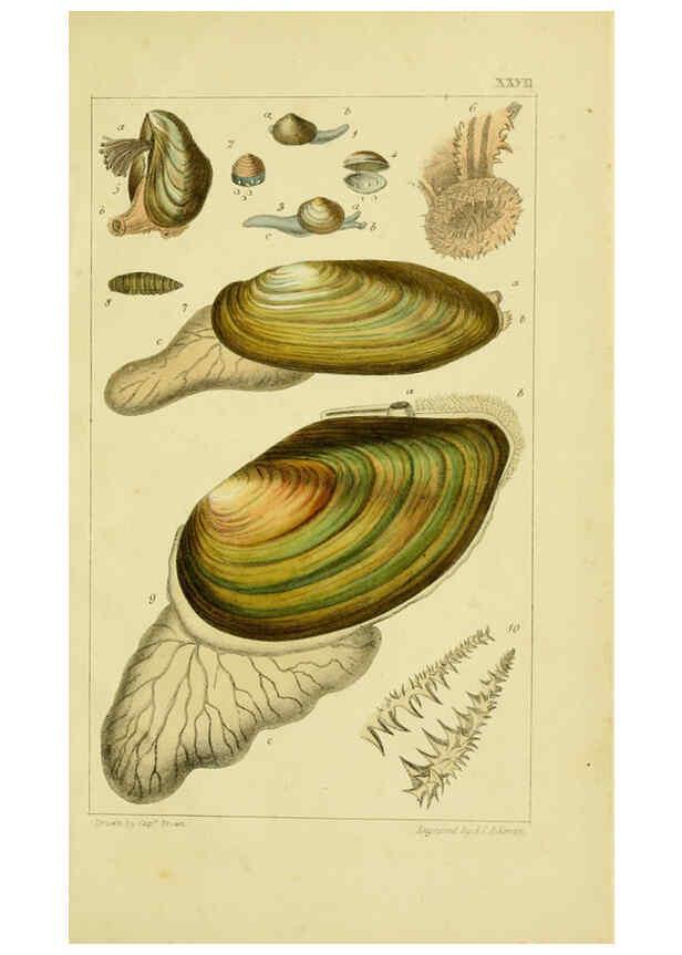 Reproducción/Reproduction 6052405521: Illustrations of the land and fresh water conchology of Great Britain and Ireland London,Smith, Elder, and co.; [etc., etc.]1845