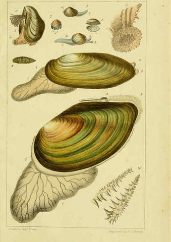 Reproducción/Reproduction 6052405521: Illustrations of the land and fresh water conchology of Great Britain and Ireland London,Smith, Elder, and co.; [etc., etc.]1845