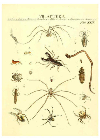 Reproducción/Reproduction 6052653557: Genera insectorum Linnaei et Fabricii iconibus illustrata. c.1 Vitoduri Helvetorum :Prostat apud Henric. Steiner et Socios,MDCCLXXXIX [1789] 
