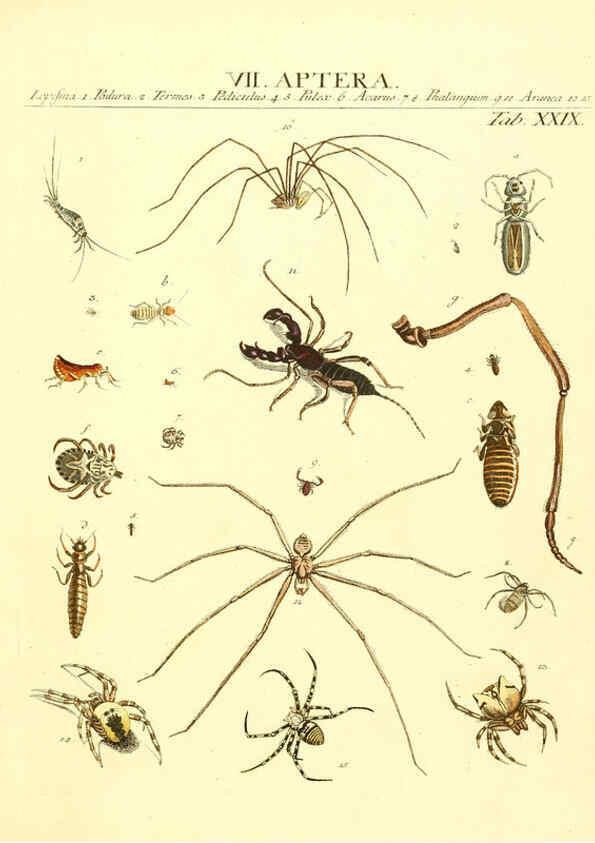 Reproducción/Reproduction 6052653557: Genera insectorum Linnaei et Fabricii iconibus illustrata. c.1 Vitoduri Helvetorum :Prostat apud Henric. Steiner et Socios,MDCCLXXXIX [1789] 