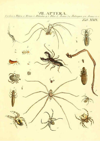 Reproducción/Reproduction 6052653557: Genera insectorum Linnaei et Fabricii iconibus illustrata. c.1 Vitoduri Helvetorum :Prostat apud Henric. Steiner et Socios,MDCCLXXXIX [1789] 