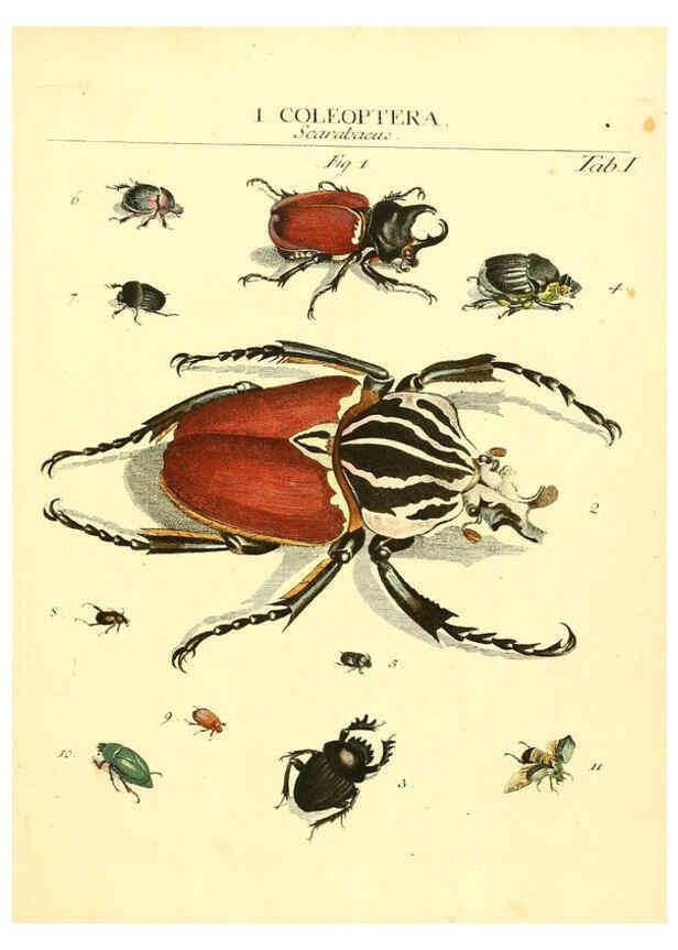 Reproducción/Reproduction 6053192532: Genera insectorum Linnaei et Fabricii iconibus illustrata. c.1 Vitoduri Helvetorum :Prostat apud Henric. Steiner et Socios,MDCCLXXXIX [1789] 