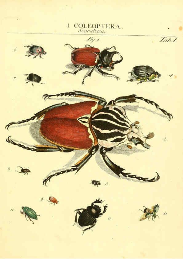 Reproducción/Reproduction 6053192532: Genera insectorum Linnaei et Fabricii iconibus illustrata. c.1 Vitoduri Helvetorum :Prostat apud Henric. Steiner et Socios,MDCCLXXXIX [1789] 