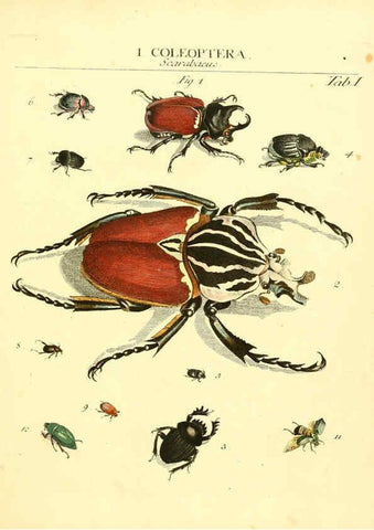 Reproducción/Reproduction 6053192532: Genera insectorum Linnaei et Fabricii iconibus illustrata. c.1 Vitoduri Helvetorum :Prostat apud Henric. Steiner et Socios,MDCCLXXXIX [1789] 