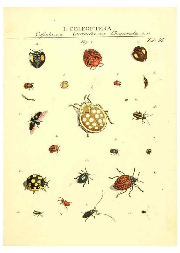 Reproducción/Reproduction 6053193120: Genera insectorum Linnaei et Fabricii iconibus illustrata. c.1 Vitoduri Helvetorum :Prostat apud Henric. Steiner et Socios,MDCCLXXXIX [1789] 